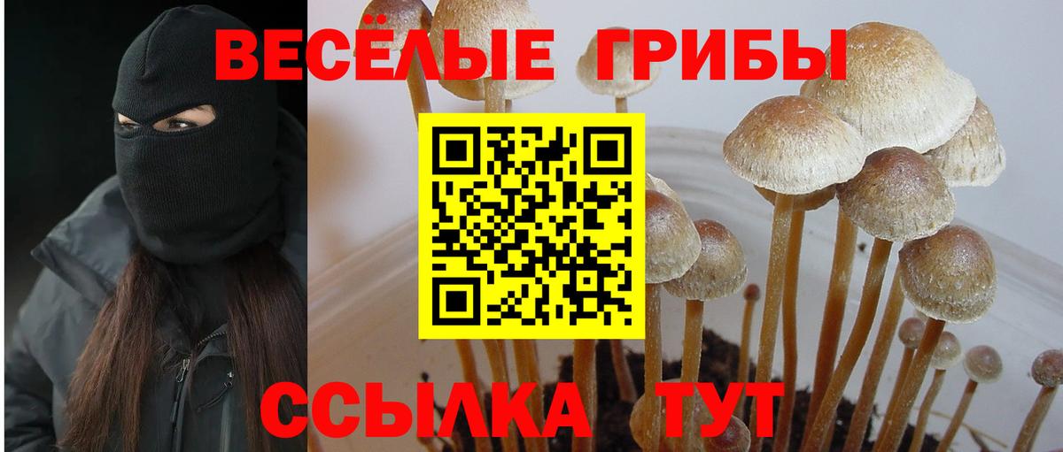 Псилоцибиновые грибы Psilocybine cubensis Мариинск